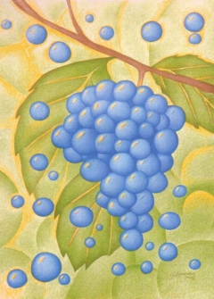 drawing of a bunch of grapes