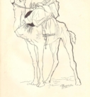 Bedouin on a camel