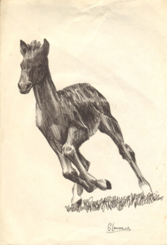 drawing of a galloping colt