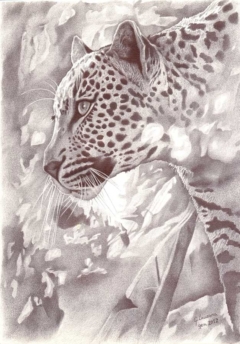 drawing of the snout of a leopard