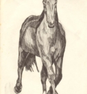The horse