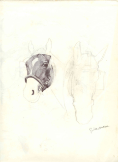 ballpoint pen sketch of two horses heads