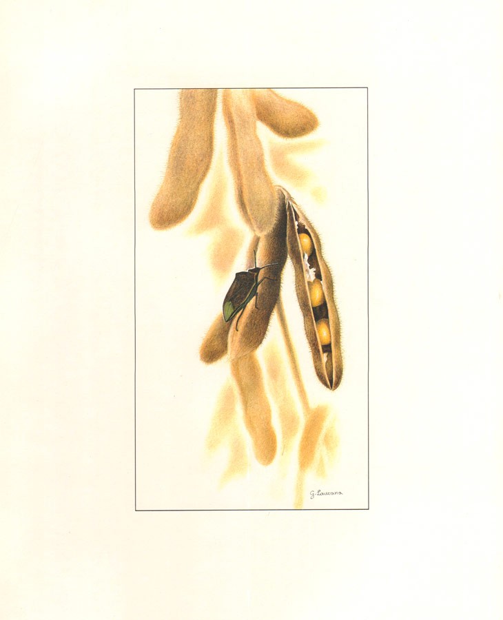 A pod from The calendar of soy