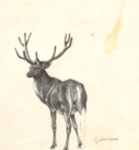 The deer