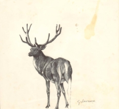 drawing of a deer from behind while turning his head