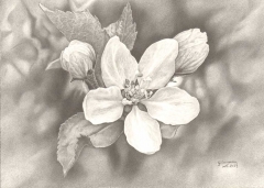 graziano-lauzana-fiore-da-frutto