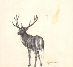 disegno di un cervo da dietro che si volta