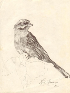 disegno a penna a sfera di un passero