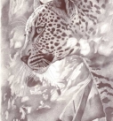 Leopardo
