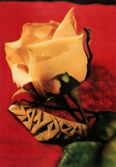 illustrazione con rosa gialla su sfondo rosso