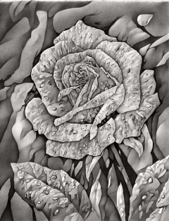 disegno a matita di rosa sbocciata con rugiada