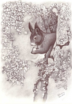 disegno di uno scoiattolo che tiene una nocciolina